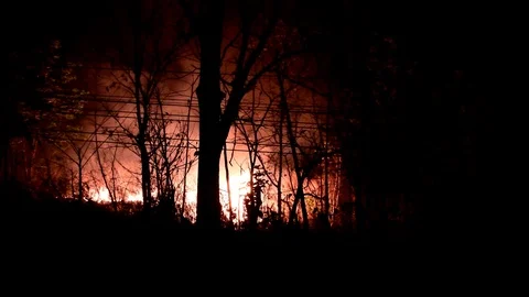 Fire burning  in the forest. Stock Footage 107547150