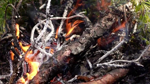 Fire burning in the forest Stock Footage 160053466