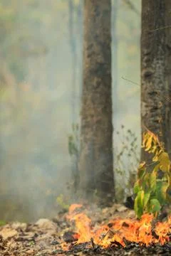 Fire burning in a forest Stock Photos