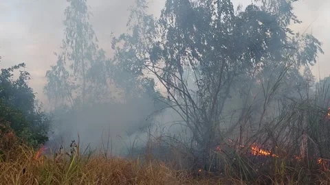 Fire is burning in the forest  Smoke spreads everywhere. Stock Footage 257082720