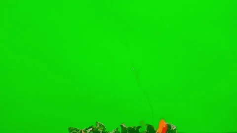 Fire burning fuel on red yellow bright on green  background on slow motion video Stock Footage 226803316