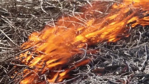 Fire burning grass Stock Footage 82020205