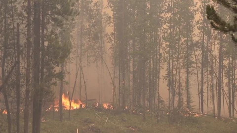 Fire burning on ground level in Canadian forest with dense grey smoke Video stock 93618093