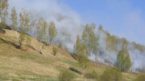 Fire burning at ground level in a forest with thick smoke. Stock Footage 107824798