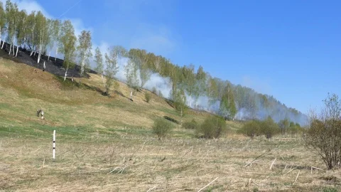 Fire burning at ground level in a forest with thick smoke. Stock Footage 107824804