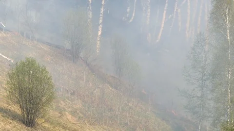 Fire burning at ground level in a forest with thick smoke. Stock Footage 107824817