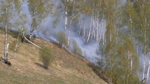Fire burning at ground level in a forest with thick smoke. Stock Footage 107824825