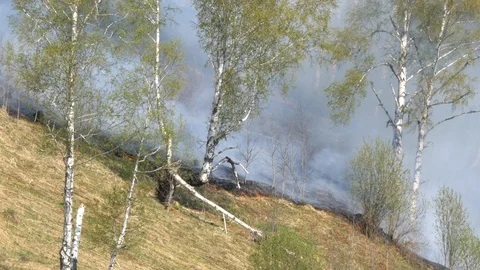 Fire burning at ground level in a forest with thick smoke. Stock Footage 107824840