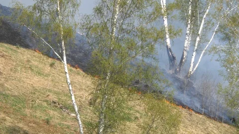 Fire burning at ground level in a forest with thick smoke. Stock Footage 107824856