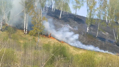 Fire burning at ground level in a forest with thick smoke. Stock Footage 107824877