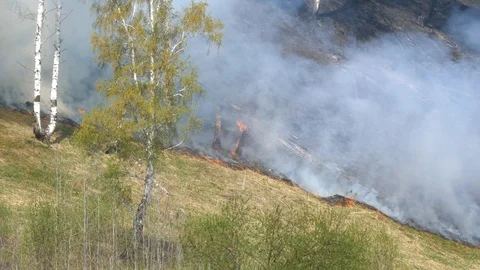 Fire burning at ground level in a forest with thick smoke. Stock Footage 107824909
