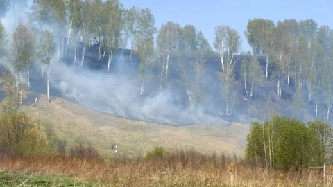 Fire burning at ground level in a forest with thick smoke. Stock Footage 107824918