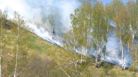 Fire burning at ground level in a forest with thick smoke. Stock Footage 107824945