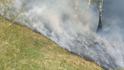 Fire burning at ground level in a forest with thick smoke. Stock Footage 107824946