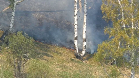 Fire burning at ground level in a forest with thick smoke. Stock Footage 107824985