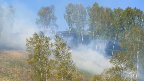 Fire burning at ground level in a forest with thick smoke. Stock Footage 107825004