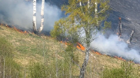 Fire burning at ground level in a forest with thick smoke. Stock Footage 107825028