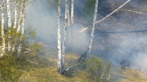 Fire burning at ground level in a forest with thick smoke. Stock Footage 107825029