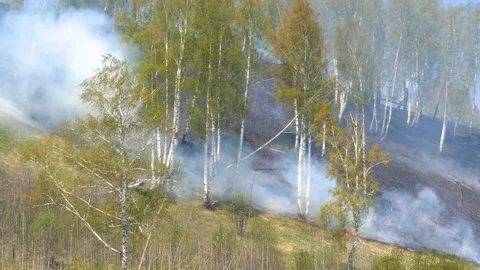 Fire burning at ground level in a forest with thick smoke. Stock Footage 107825058