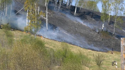 Fire burning at ground level in a forest with thick smoke. Stock Footage 107825059