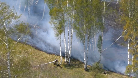Fire burning at ground level in a forest with thick smoke. Stock Footage 107825079