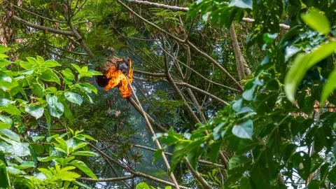 Fire burning a hornet's nest on a tree branch. Stock Photos