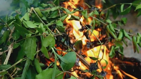 Fire burning leaves Stock Footage 47952890