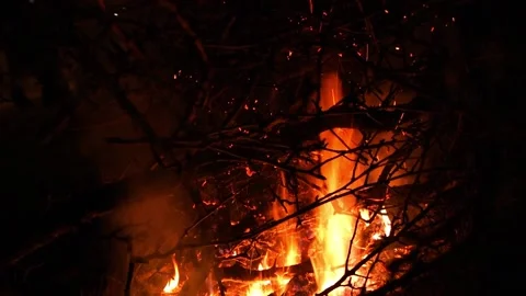 Fire burning at night in the branches of trees. Footage HD. Stock Footage 147741592