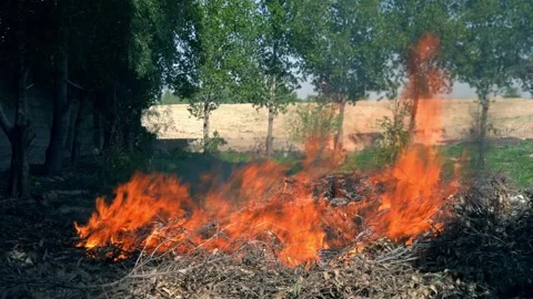 Fire Burning in an orchard Stock Footage 335956667