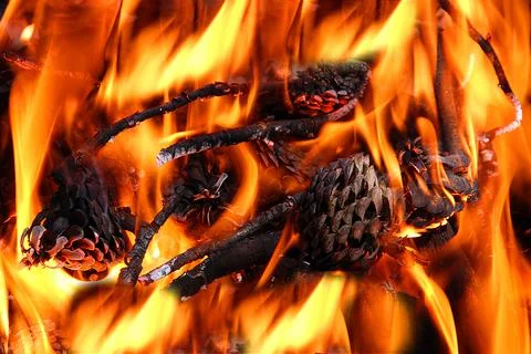 Fire burning Stock Photos