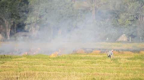 Fire burning rice straw in countryside field Stock Footage 25878665