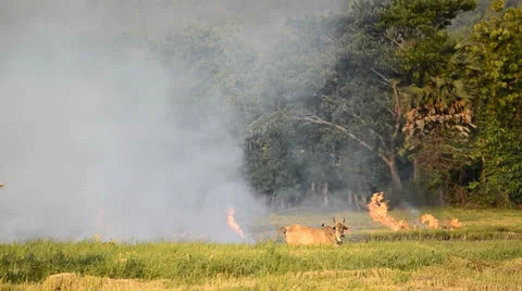 Fire burning rice straw in countryside field Stock Footage 25880528