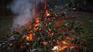 Fire burning in scrubby undergrowth Stock Footage 86044096