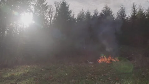 Fire Burning Is Sunny Forest Stock-Footage 270395198