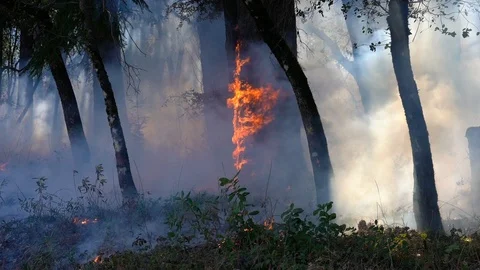 Fire Burning Tree Stock Footage 125912811