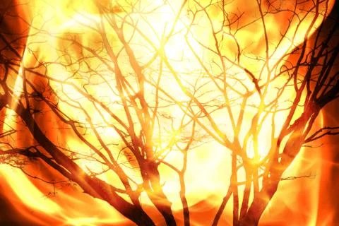 Fire burning tree Foto stock