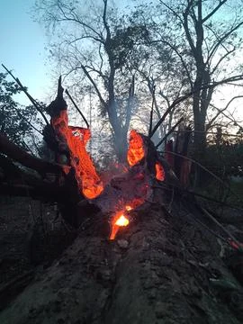 Fire Burning tree Stock Photos