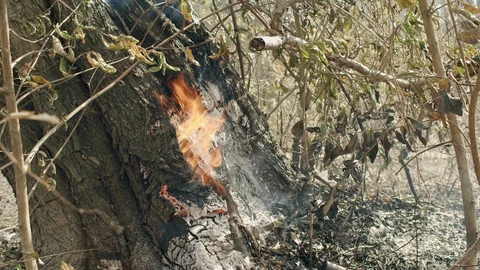 Fire that is burning trees and windy in the forest. Concept for global warming Stock Footage 120811231