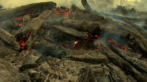 Fire burning trees Stock Footage 711212