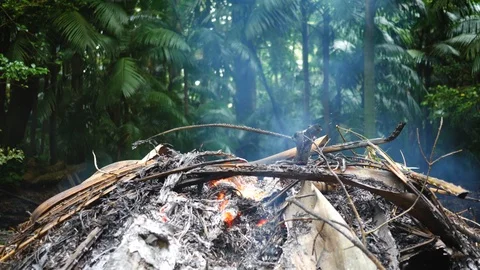 Fire is burning in a tropical green forest Video stock 100725521