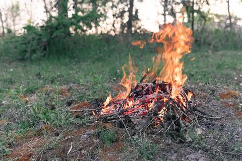 Fire burning in the woods at sunset Stock Photos