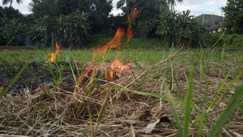 The fire burns dry grass and reeds with rice within a small village. Fire and Stock Footage 157430596