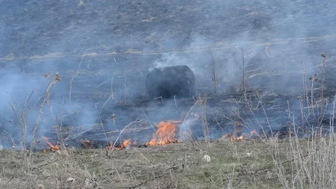 Fire burns everything in its path sparing plants animals Stock Footage 89644322
