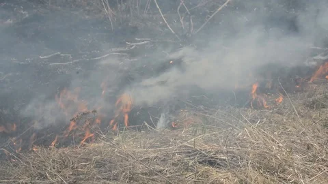 Fire burns everything in its path sparing plants animals Stock Footage 89644336