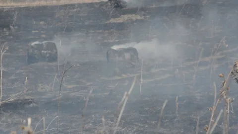 Fire burns everything in its path sparing plants animals Stock Footage 89644338