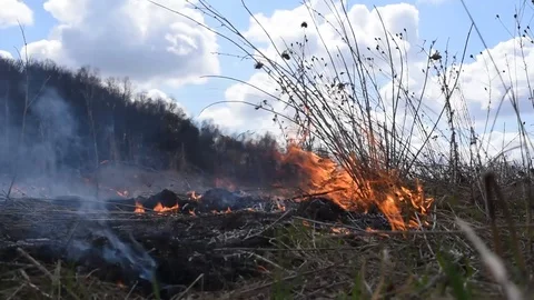 Fire burns everything in its path sparing plants animals Stock Footage 89644364