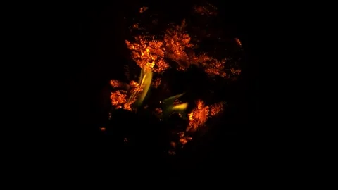 A fire burns in a fireplace. Fire to keep warm. fire video. Stock Footage 293486624
