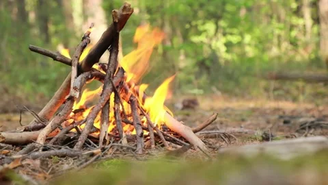 Fire burns in forest with bright red and yellow flame of their dry tree Stock-Footage 196268854