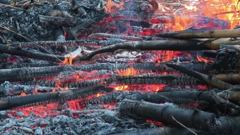Fire burns in forest with dry tree Stock Footage 335024730