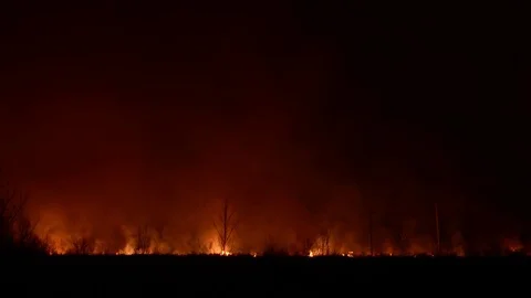 Fire burns forest, firefighter puts out fire Video stock 80160770